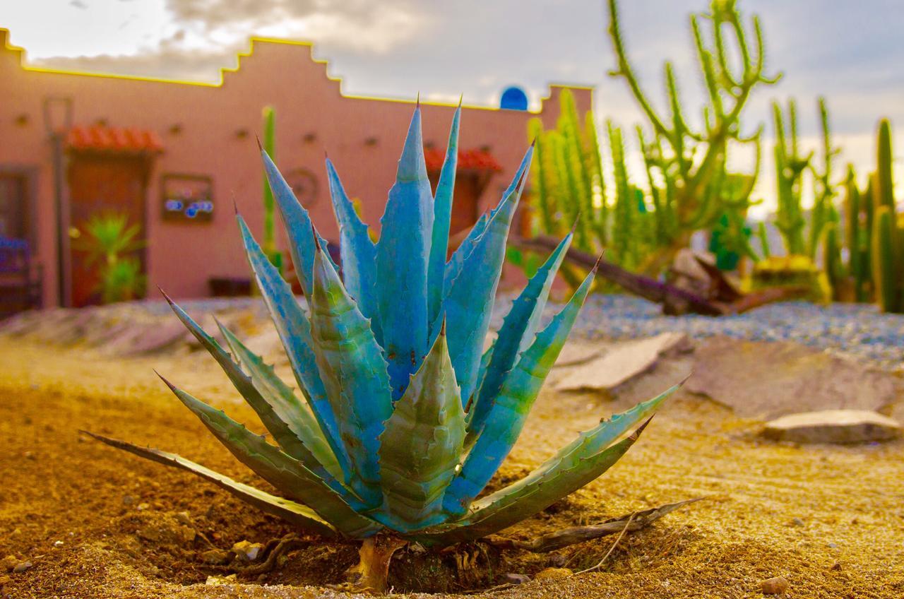 El Alamo Hotel Valle de Guadalupe Kültér fotó